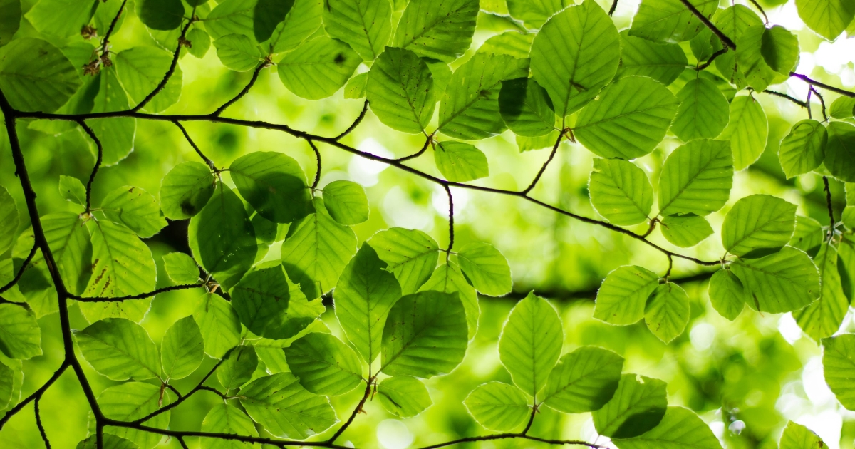 open graph image