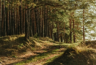 Metsade jätkusuutlikkus on inimkonna jätkusuutlikkuse küsimus.